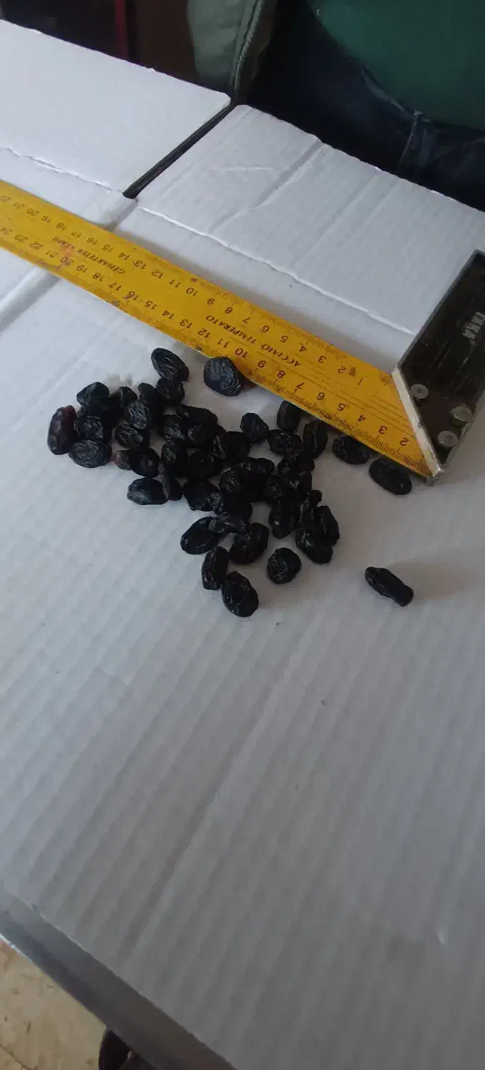 کشمش سیاه بدون هسته(مویز بدون هسته)|خوردنی و آشامیدنی|تاکستان, |دیوار