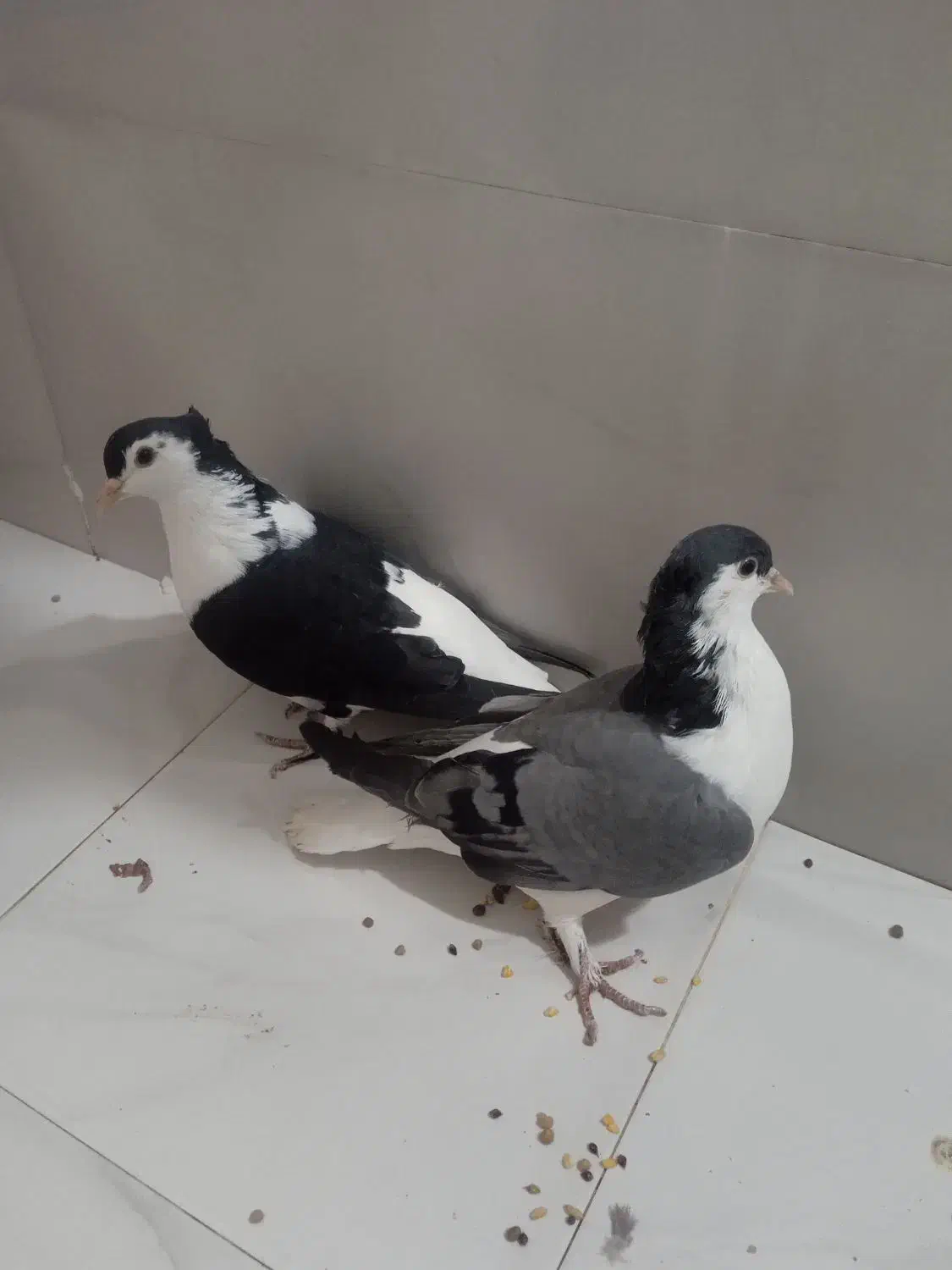 یک جفت کبوتر|پرنده|محمدشهر, محمدشهر|دیوار