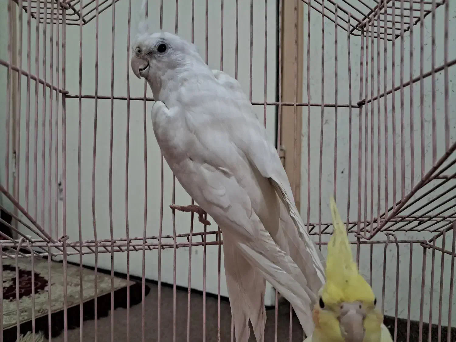 قناری|پرنده|اصفهان, شیخ طوسی|دیوار