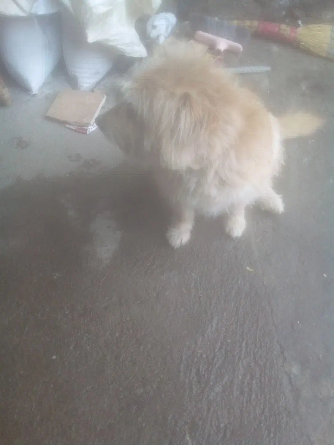 سگ خارجی|سگ|شاندیز, |دیوار