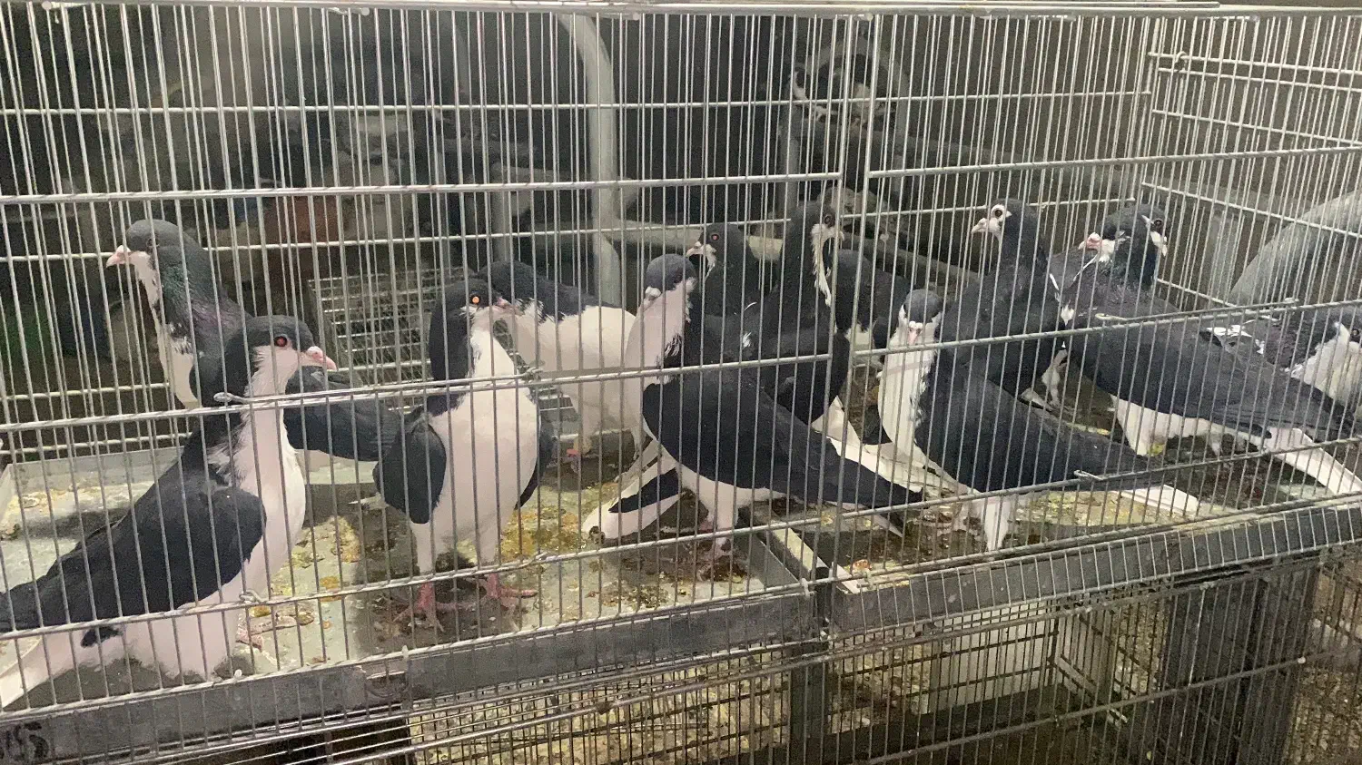 کبوتر سیاهپوش|پرنده|محمدیه-قزوین, |دیوار