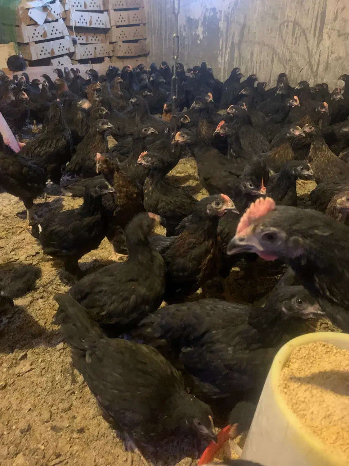 جوجه مرغ و خروس محلی جهادی سیاه|حیوانات مزرعه|مشهد, كنويست|دیوار