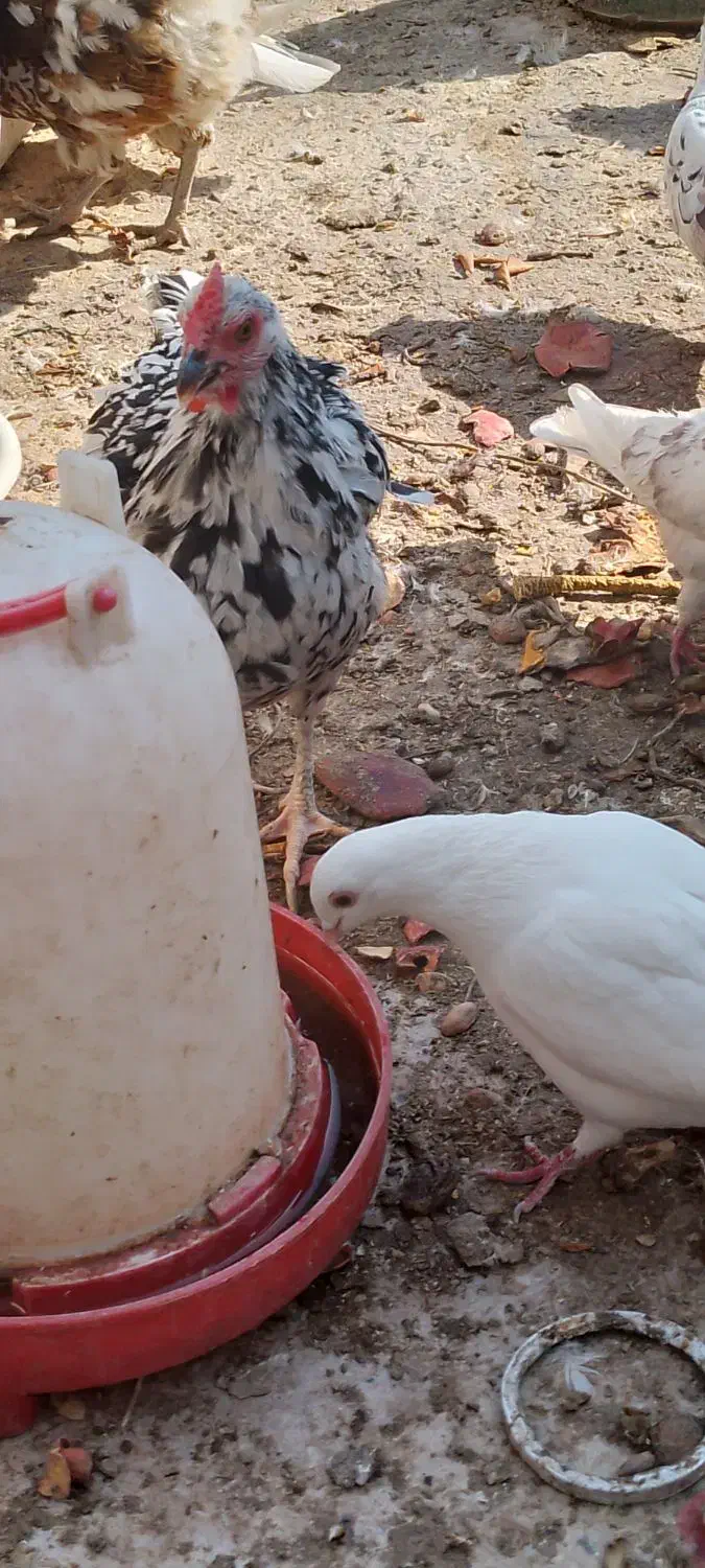 مرغ گلین|حیوانات مزرعه|پاکدشت, پاکدشت (مامازند)|دیوار