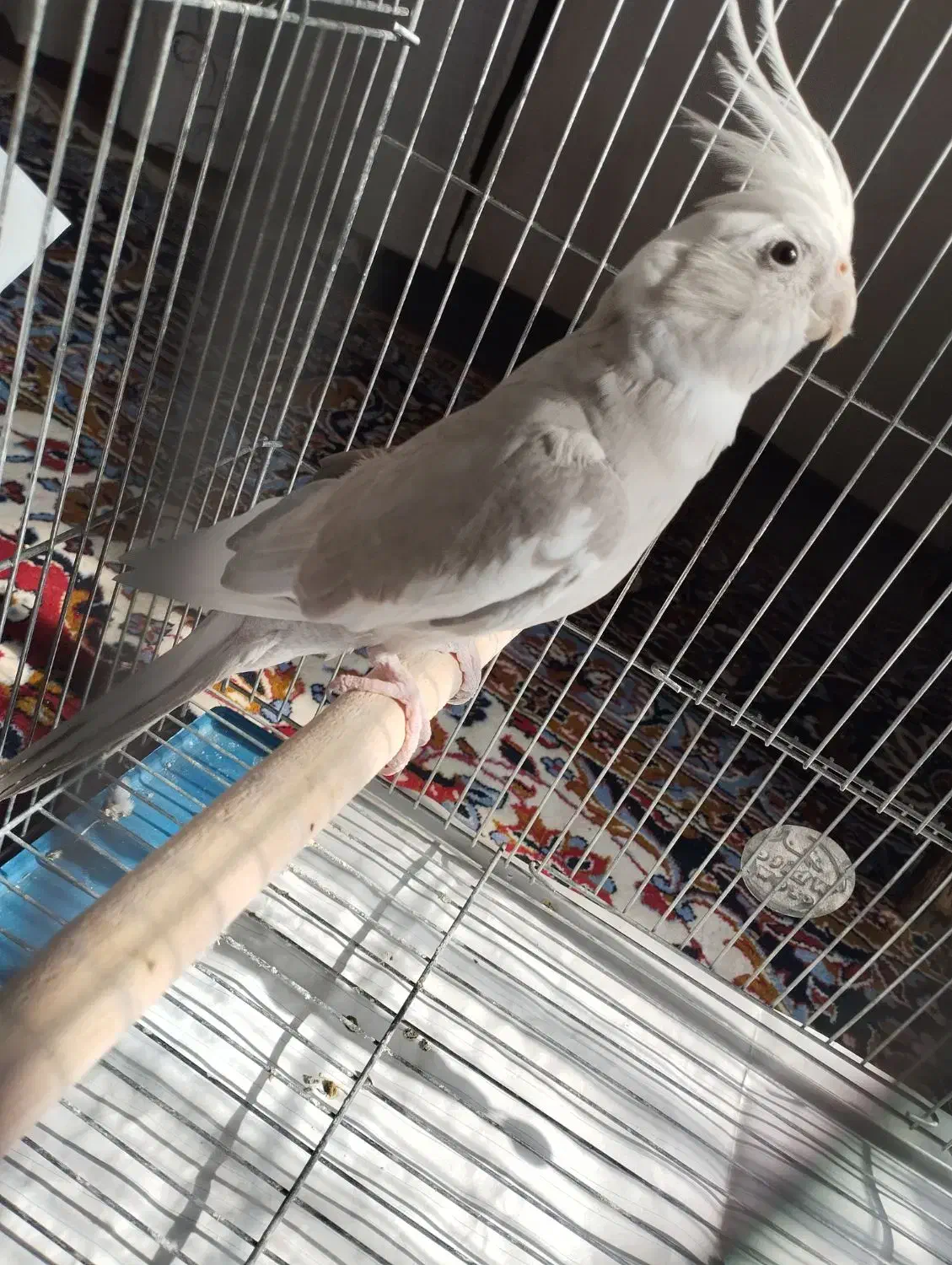 فروش عروس هلندی نژاد وایت فیس|پرنده|قهستان, |دیوار