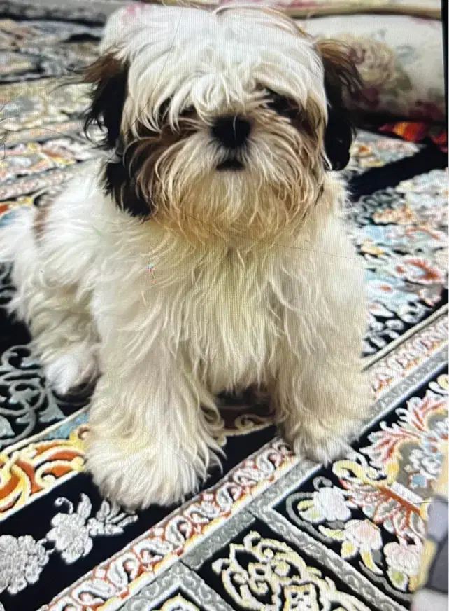 سگ شیتزو فلت|سگ|تهران, یافت‌آباد|دیوار