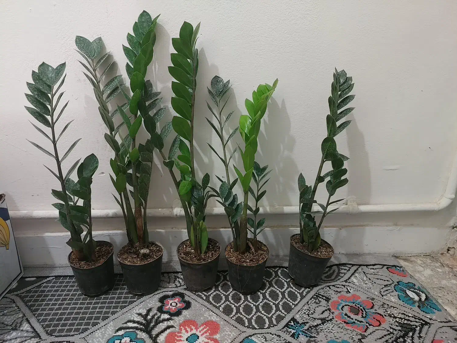 زاموفیلیا حراجی با کیفیت و رشد انفجاری|گل و گیاه طبیعی|کرج, اسلام‌آباد|دیوار