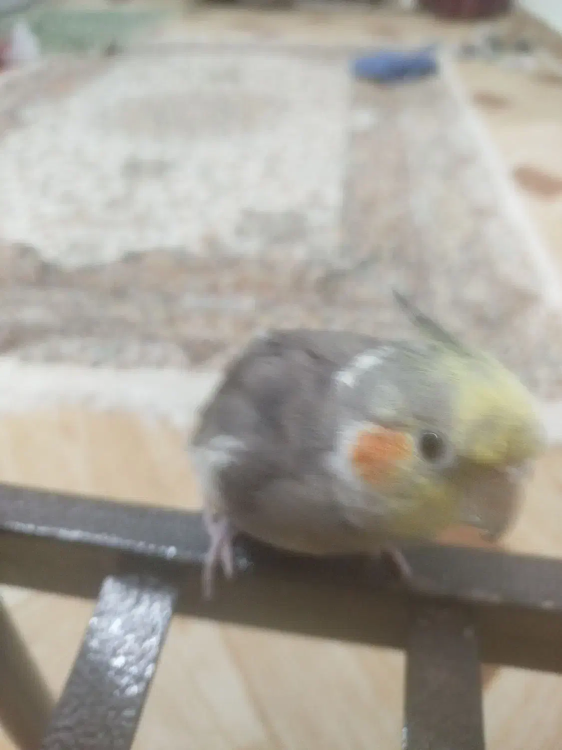 عروس هلندی گم شده|پرنده|خواف, |دیوار