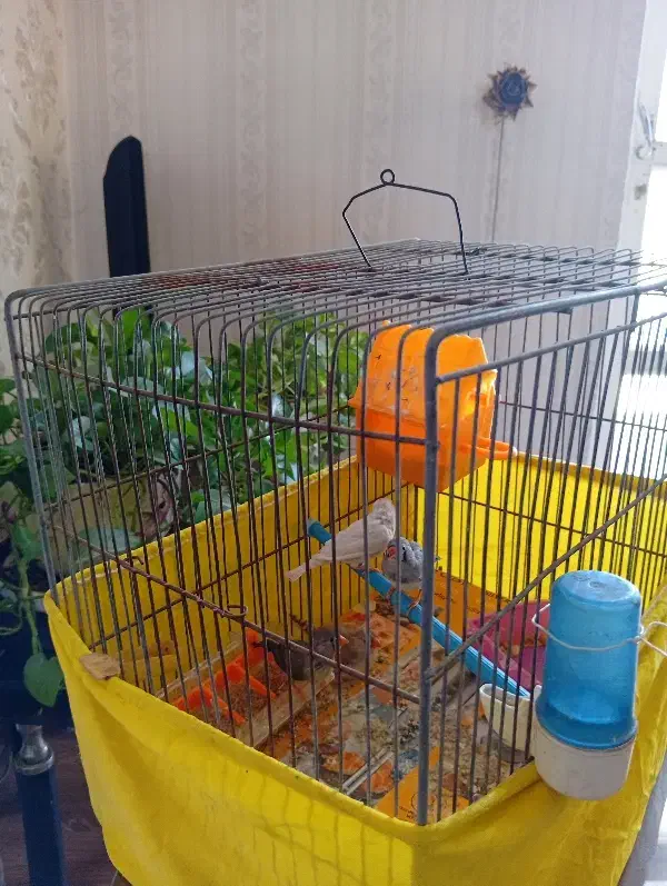 فنج|پرنده|هشتگرد, فاز ۱ مهستان|دیوار