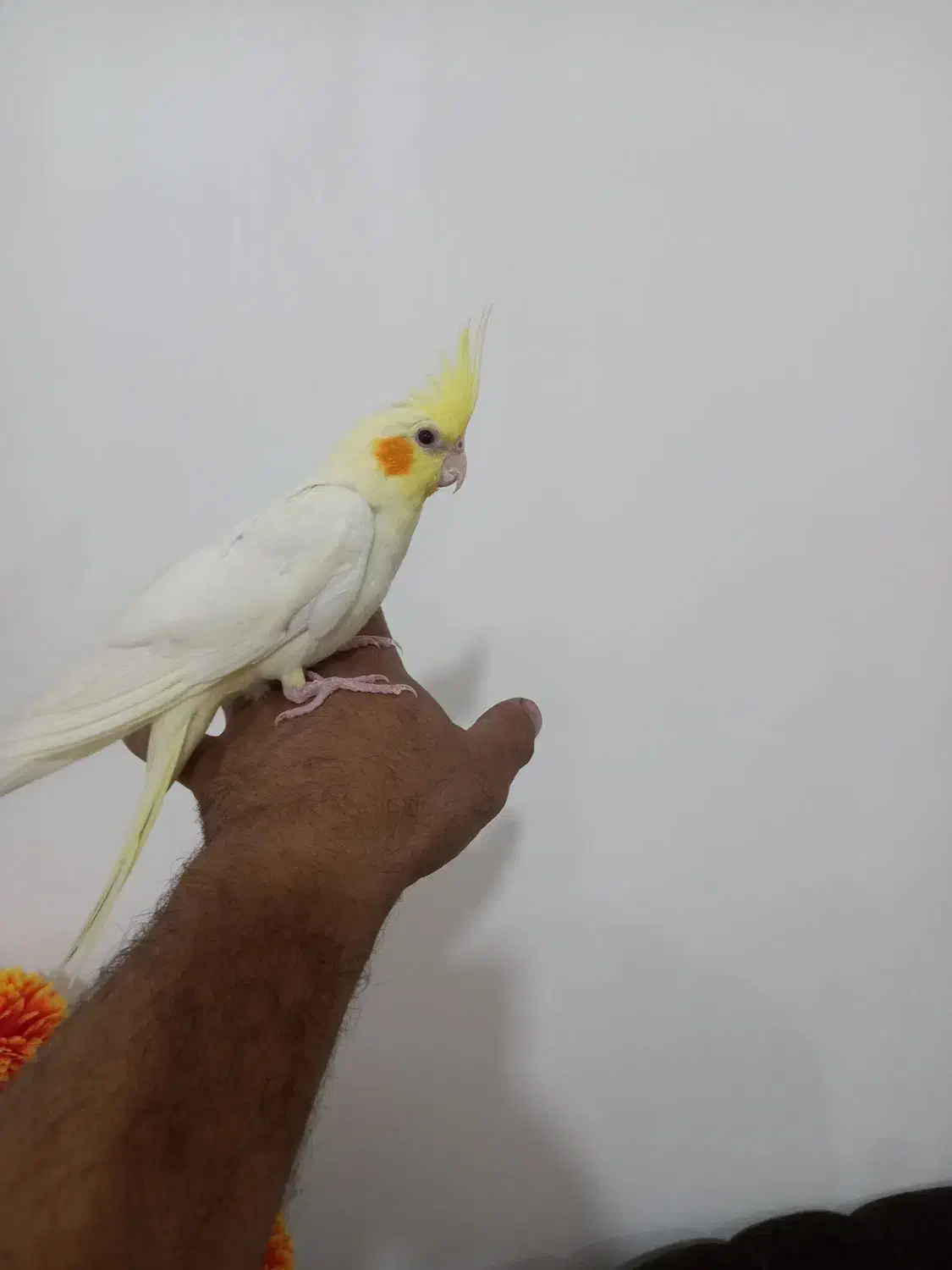 عروس هلندی رام رام ۴ماه|پرنده|هشتگرد, هشتگرد قدیم|دیوار