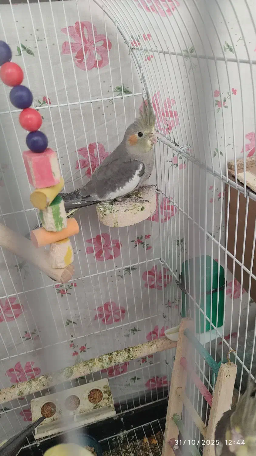 عروس هلندی لوتینو ۳ ماهه|پرنده|تهران, حکیمیه|دیوار