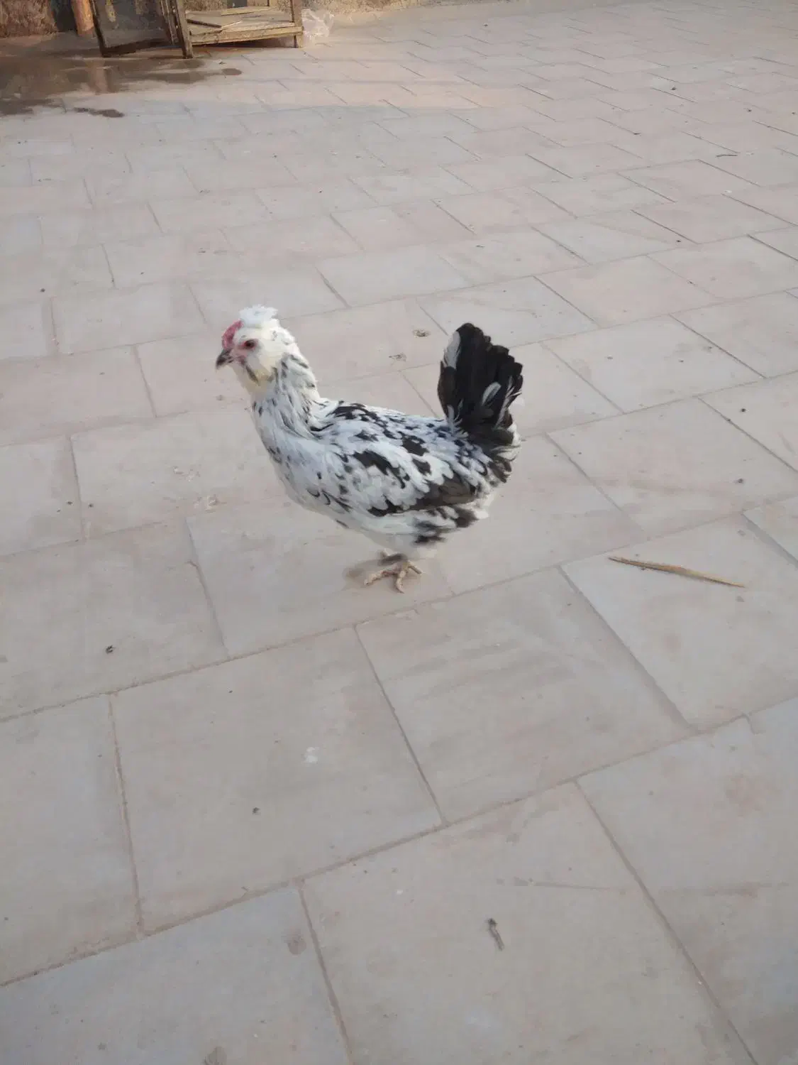 مرغ و خروس گلین لری|حیوانات مزرعه|میبد, |دیوار