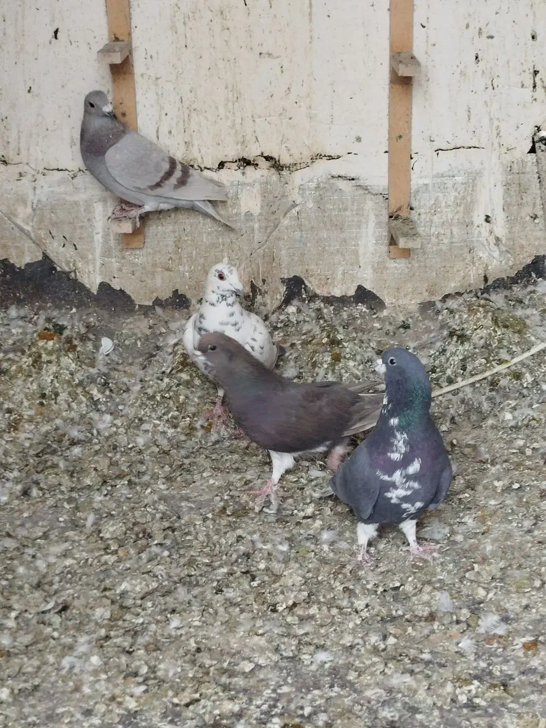 کفتر|پرنده|شیراز, محمودآباد|دیوار