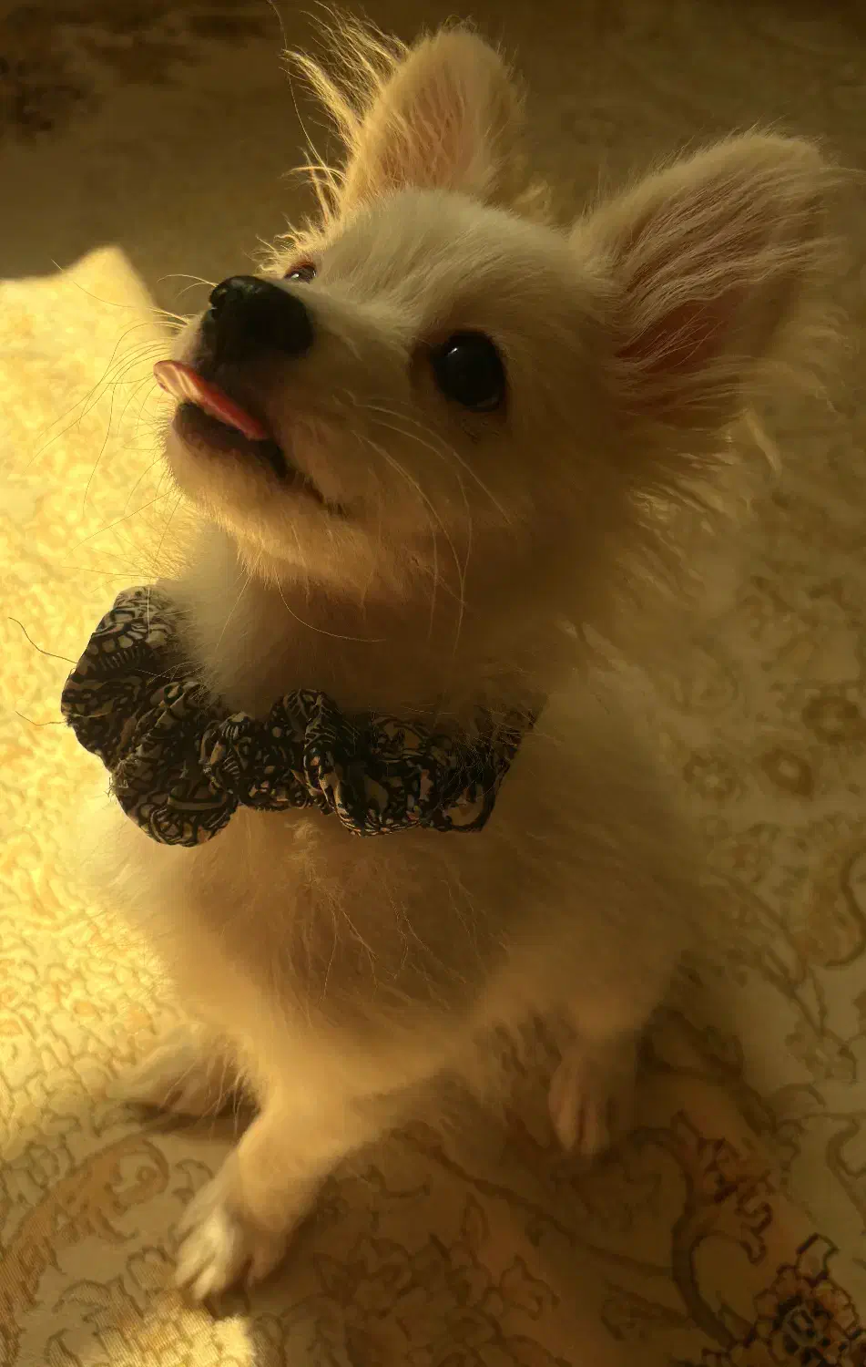 توله سگ پامرانین /پامر روباهی نر|سگ|ری, دیلمان|دیوار