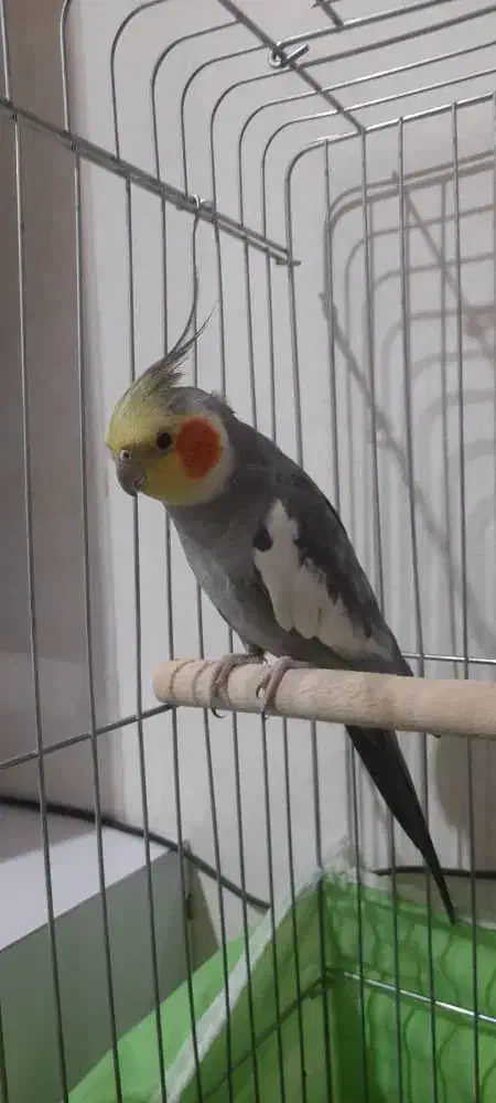 عروس هلندی|پرنده|مریوان, |دیوار