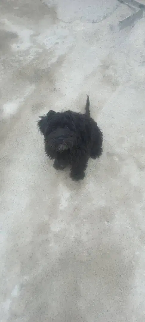 معاوضه طوله سگ  باجوجه مرغ وخروس|سگ|شاهدشهر, |دیوار