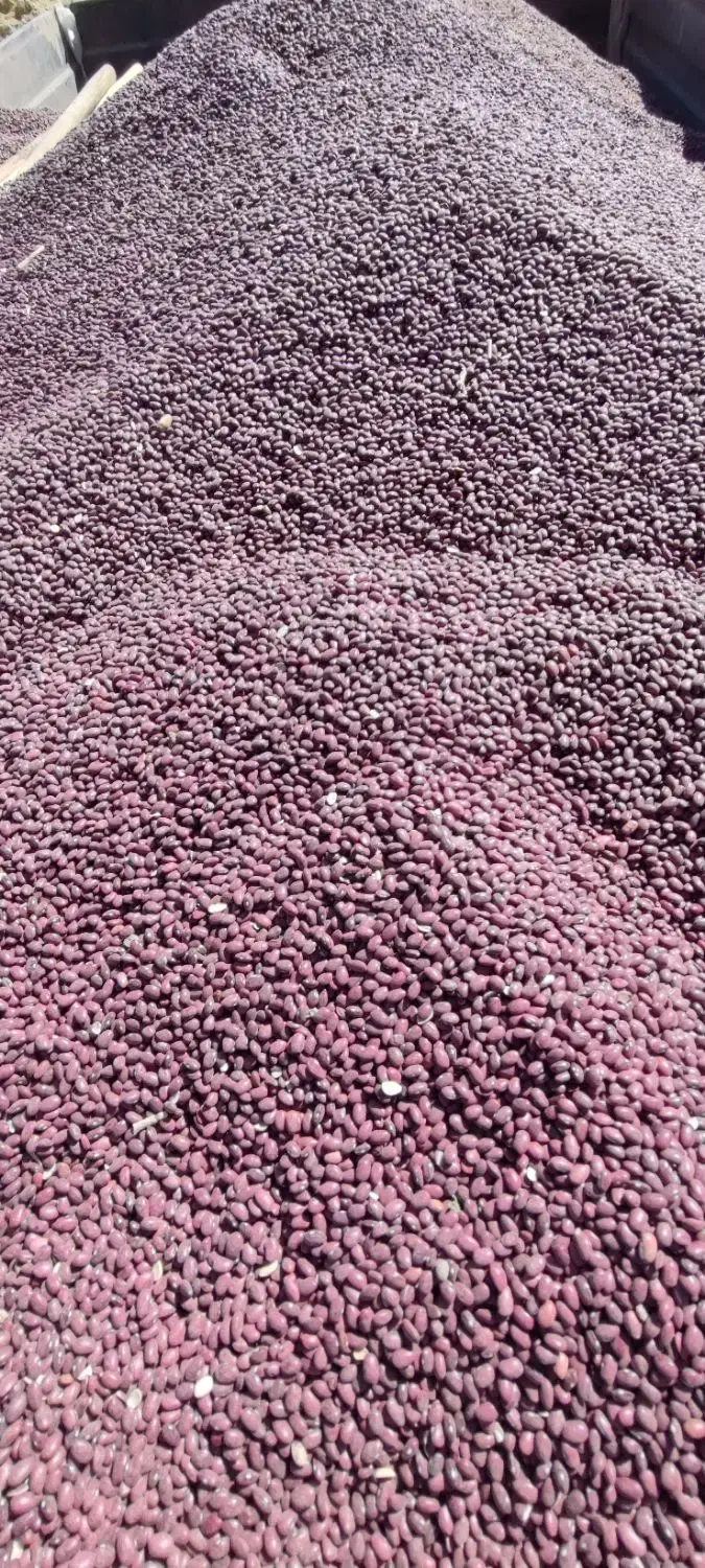 فروش لوبیا قرمز یاقوطی درجه یک کشت امسال|خوردنی و آشامیدنی|دهگلان, |دیوار