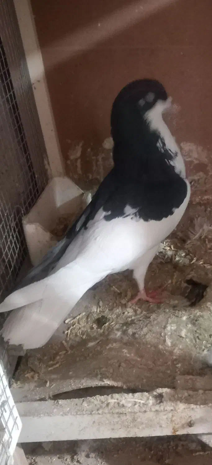 یه جفت چپ|پرنده|بوئین زهرا, |دیوار