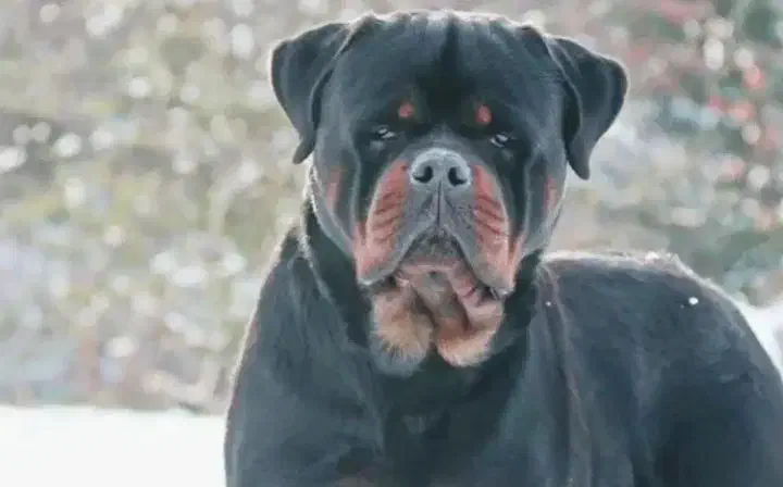 توله سگ کن کورسو روتوایلر|سگ|کرمانشاه, |دیوار