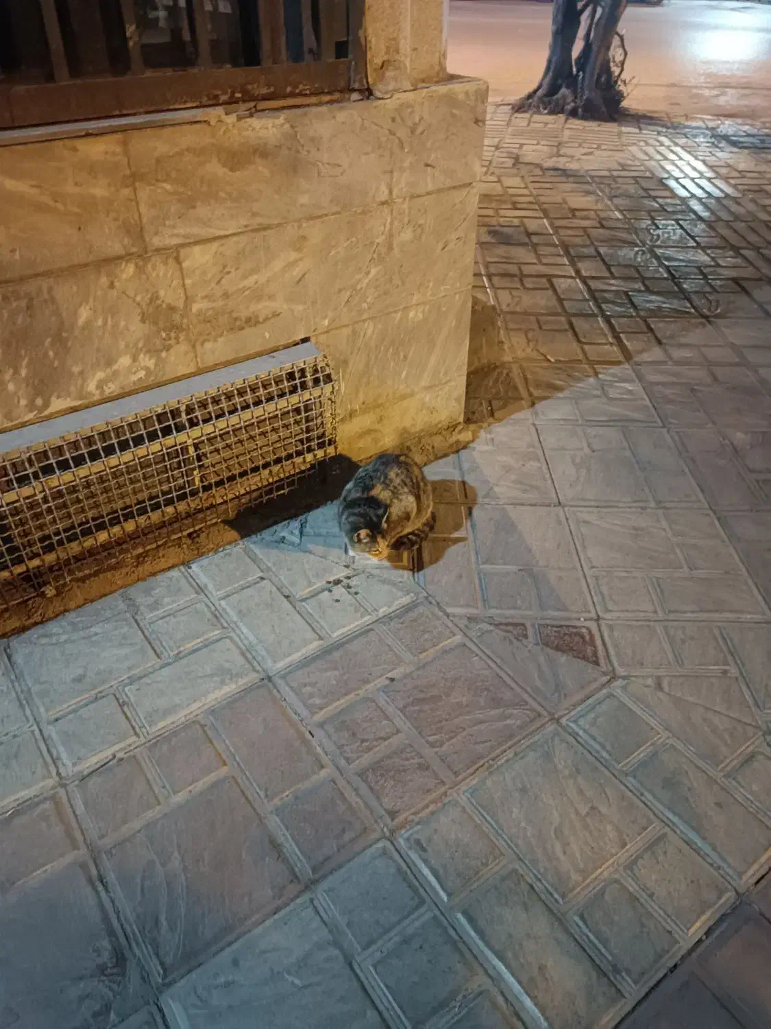 گربه قلاده سبز|حیوانات|ساری, |دیوار