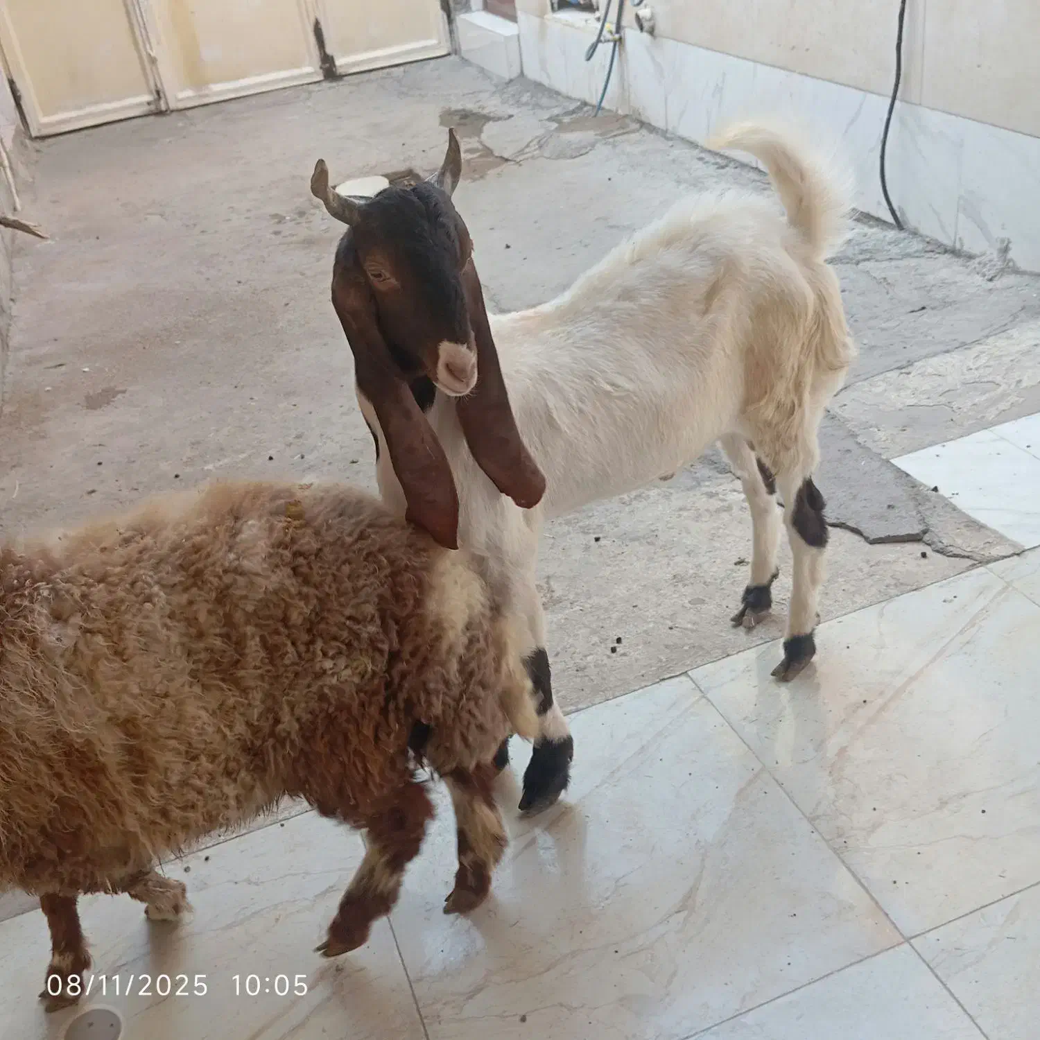 سلام یک نر|حیوانات مزرعه|باوی, |دیوار