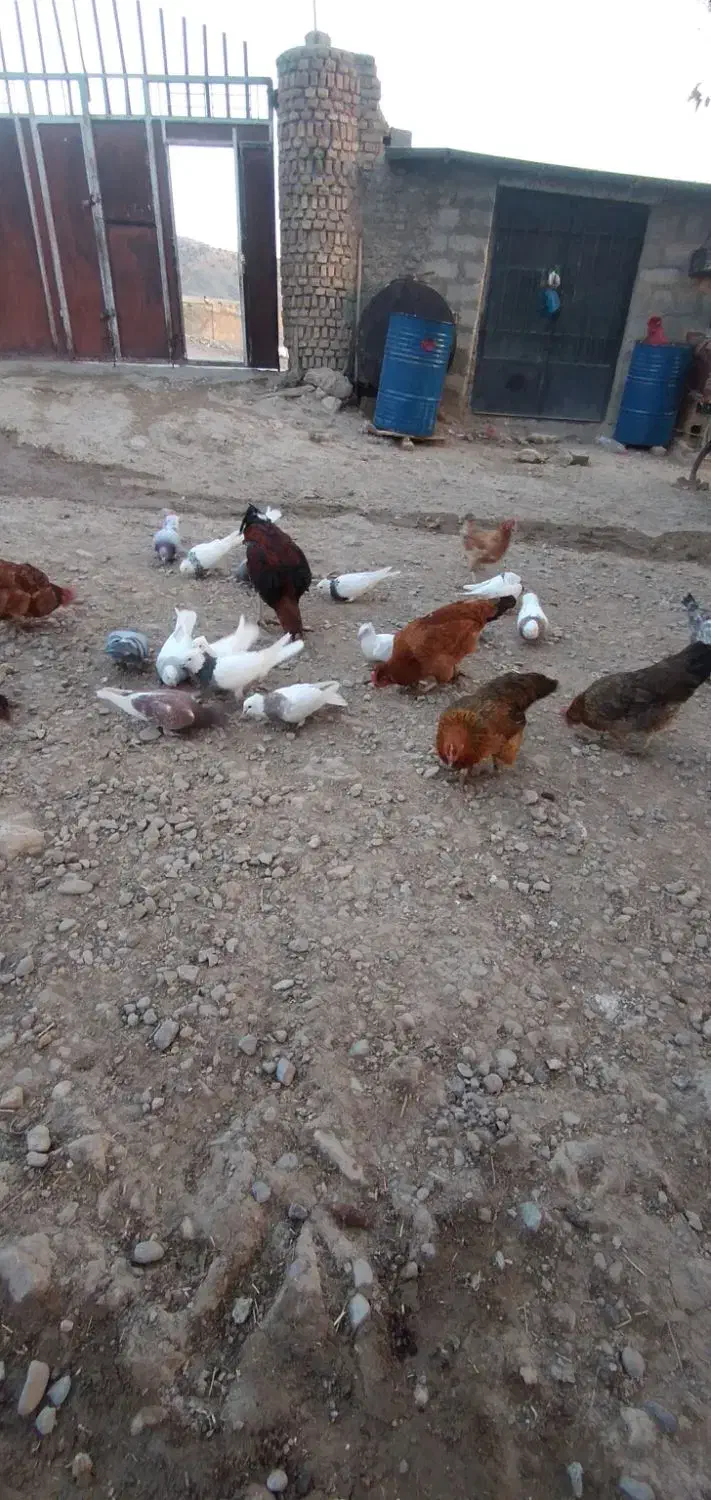 کبوتر|پرنده|درب گنبد, |دیوار