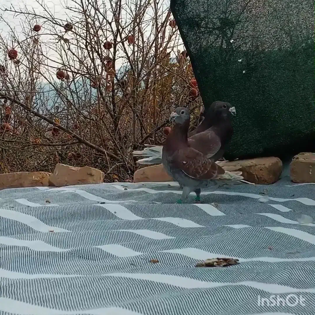 کفتر سوسنی غوره ای همه نر|پرنده|داراب, |دیوار