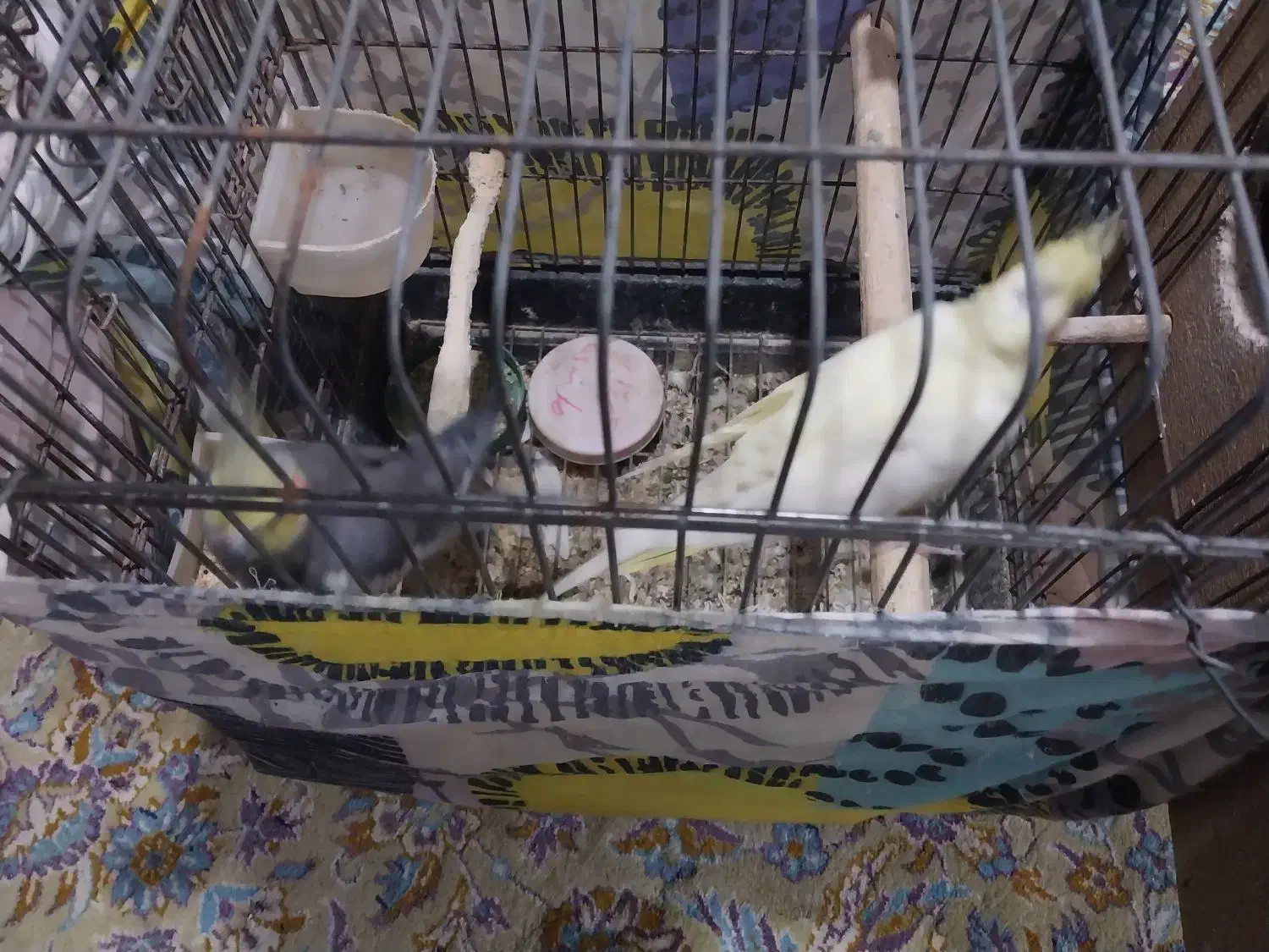 یه جفت عروس هلندی با قفس بزرگ چوبی|پرنده|بابل, |دیوار