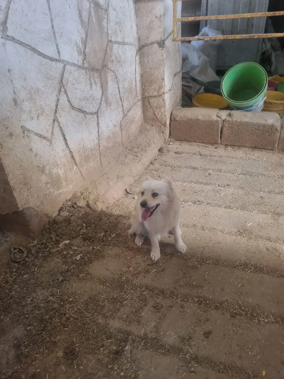 توله ۸ماهه پامر اشپیتز|سگ|مبارکه, |دیوار