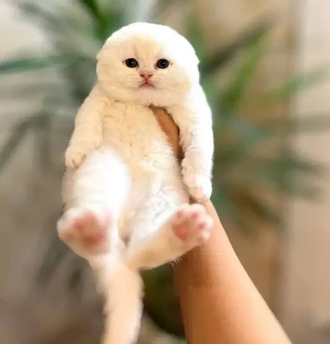 گربه اسکاتیش و بریتیش|گربه|مشهد, الهیه|دیوار