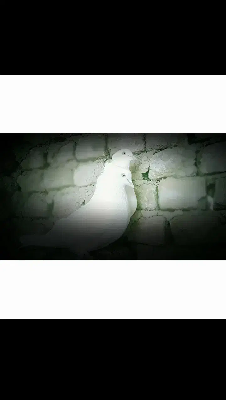 کفتر سفید|حیوانات|میناب, |دیوار