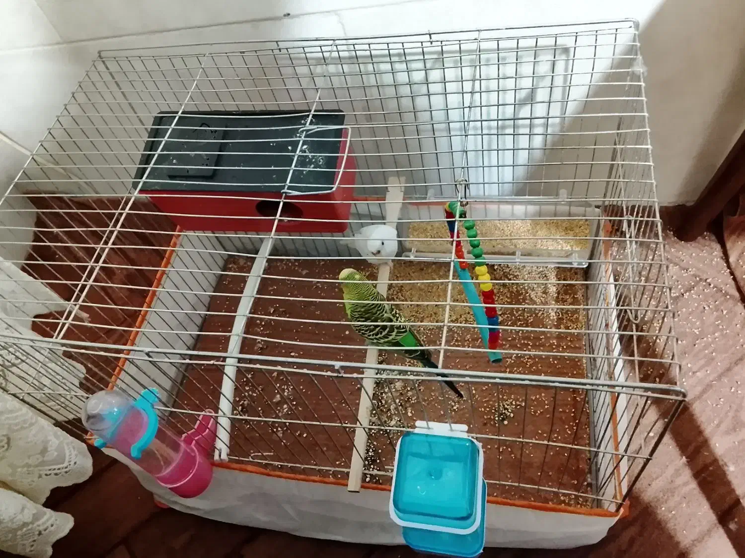 مرغ عشق|پرنده|کرج, حصارک پایین|دیوار