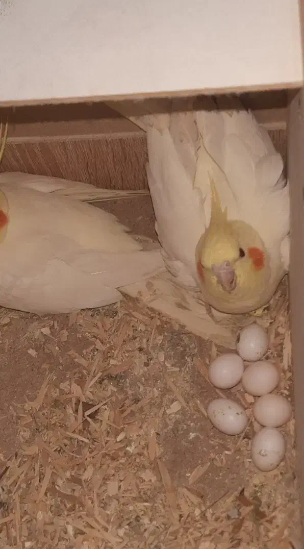 جفت عروس هلندی لوتینو با دوتا جوجه یکماهه|پرنده|شوشتر, |دیوار