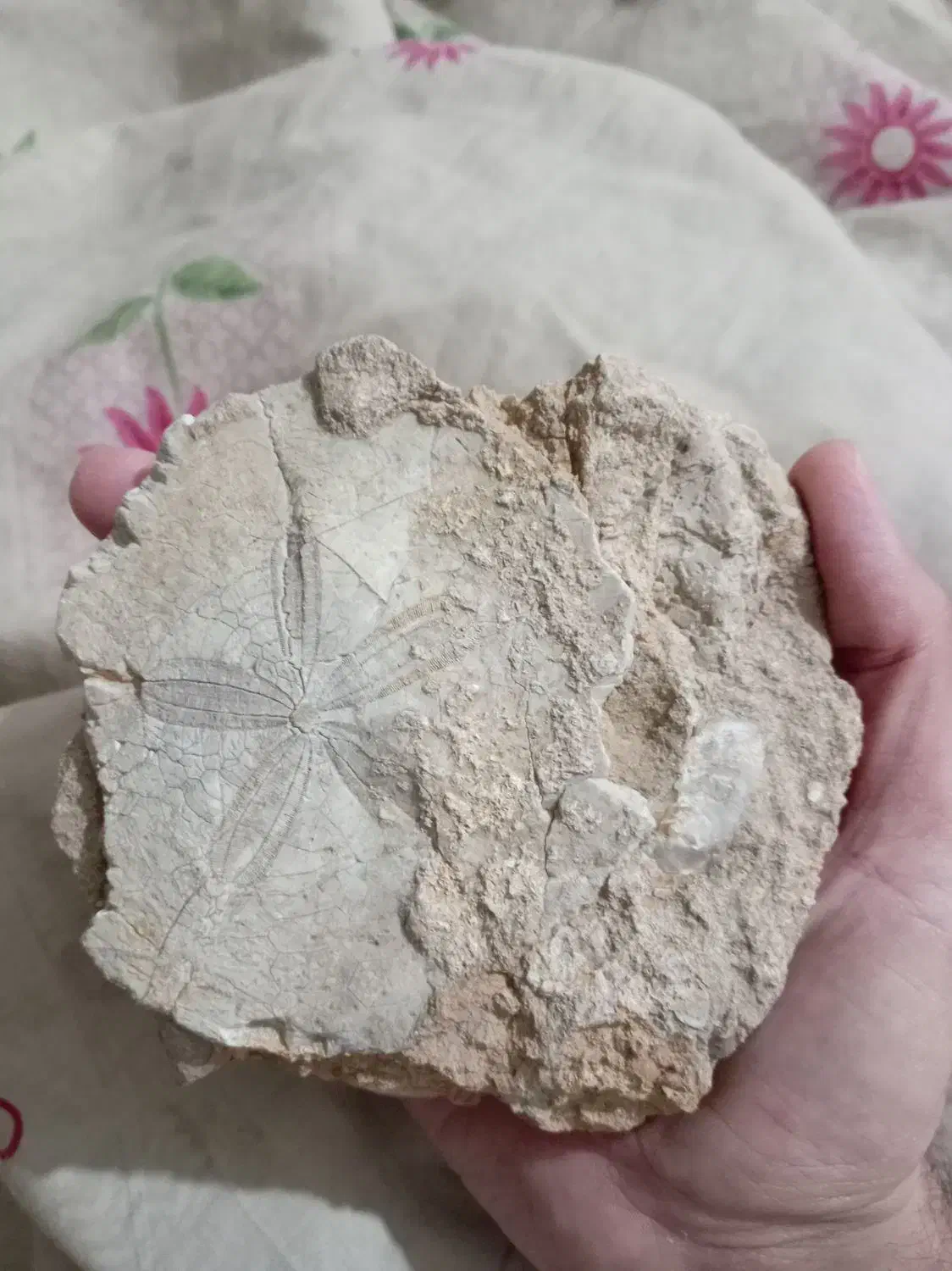 فسیل|کلکسیون اشیاء عتیقه|آران و بیدگل, |دیوار