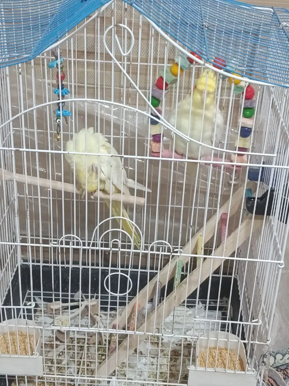 فروشی دو تا عروس هلندی نر و ماده دستی 7ماهه|پرنده|قوچان, |دیوار