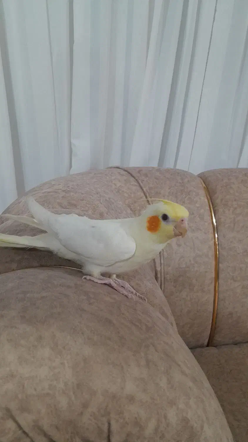 عروس هلندی|پرنده|رحیمآباد, |دیوار