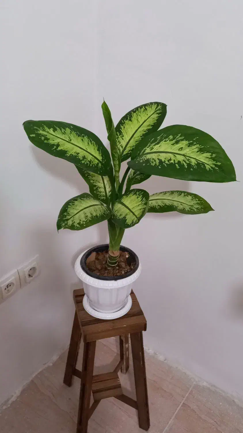 گل دیفن باخیا|گل و گیاه طبیعی|مرودشت, دولت آباد|دیوار