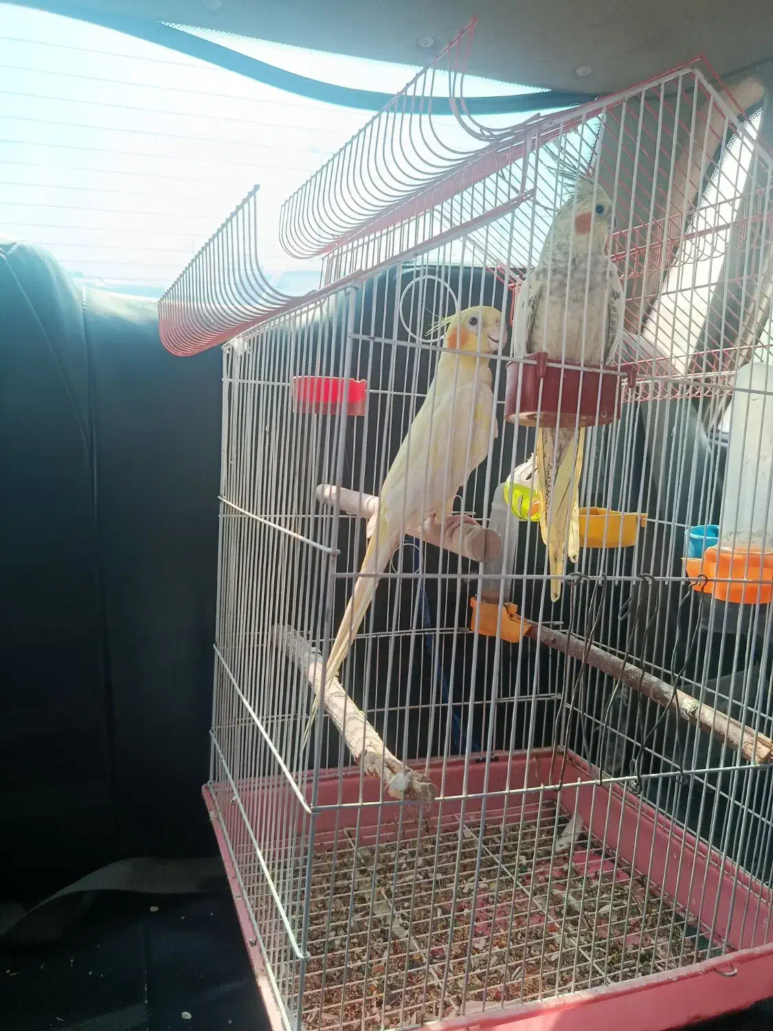 عروس هلندی|پرنده|میناب, |دیوار