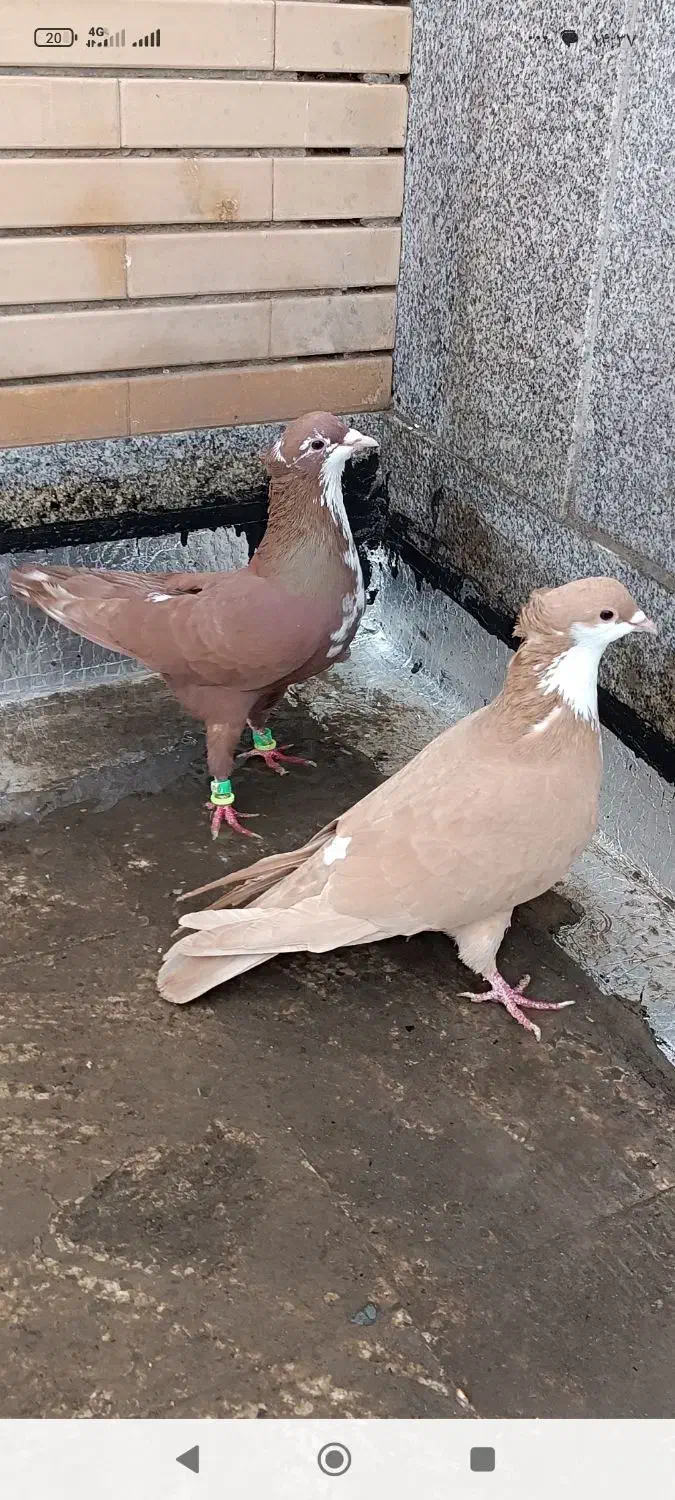 کبوترکرباتی سرخ و زرد|پرنده|تربت‌حیدریه, فرمانداری|دیوار