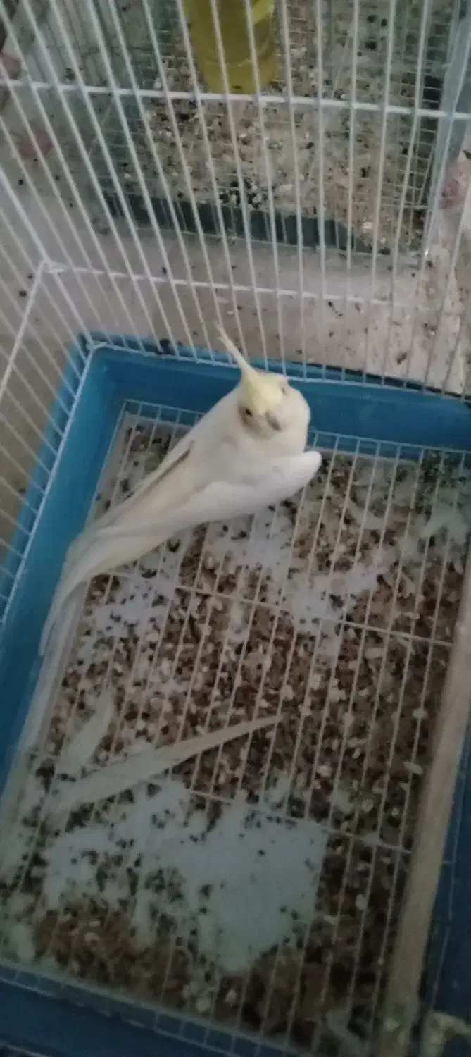 عروسهلندی|پرنده|گرمسار, |دیوار