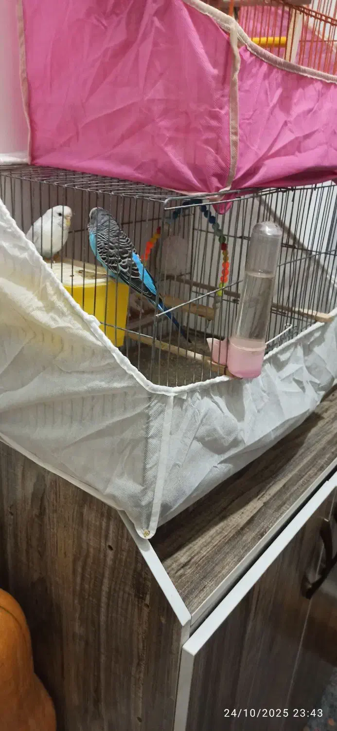 مرغ عشق باتمام وسایل|پرنده|پیرانشهر, |دیوار