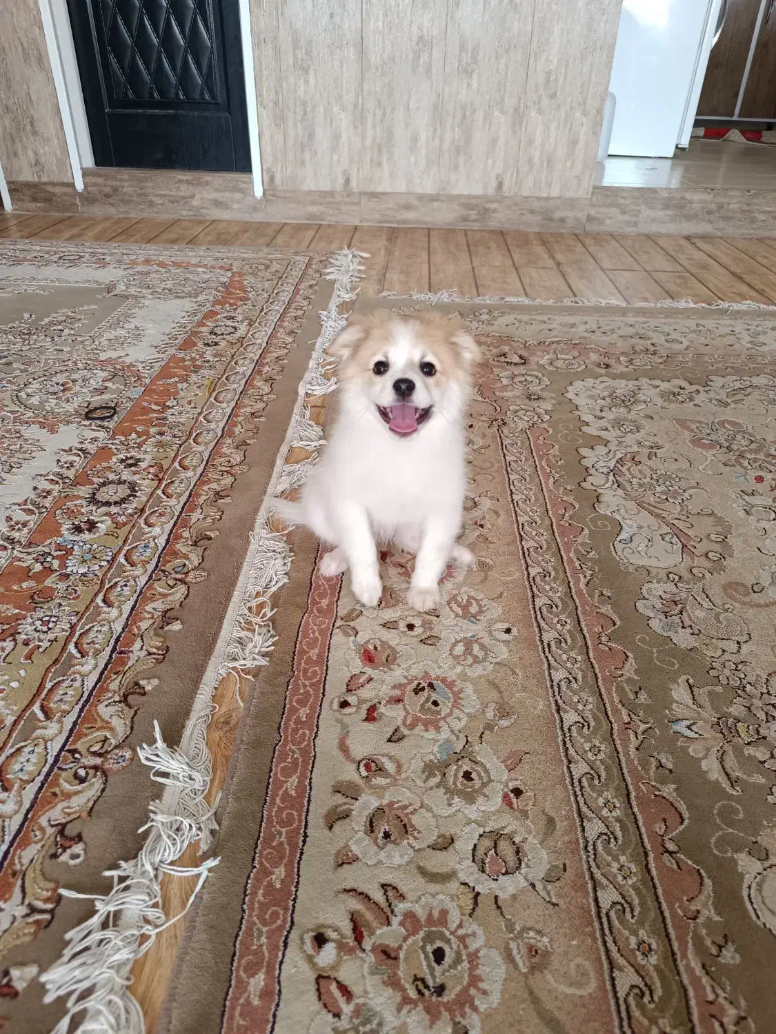 واگذاری|سگ|شیراز, شهرک سعدی|دیوار