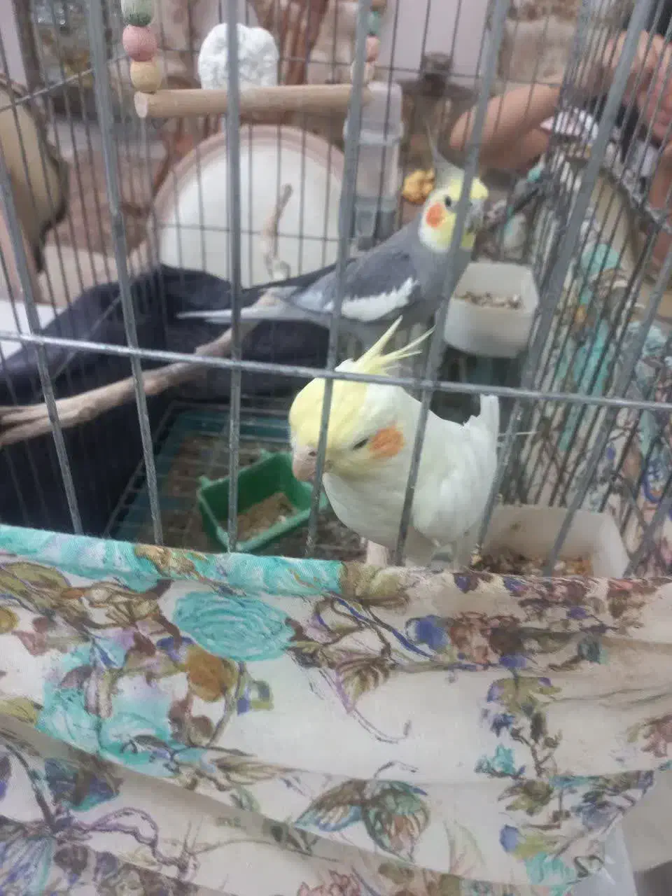 فروش یا معاوضه عروس طوطی|پرنده|قزوین, |دیوار