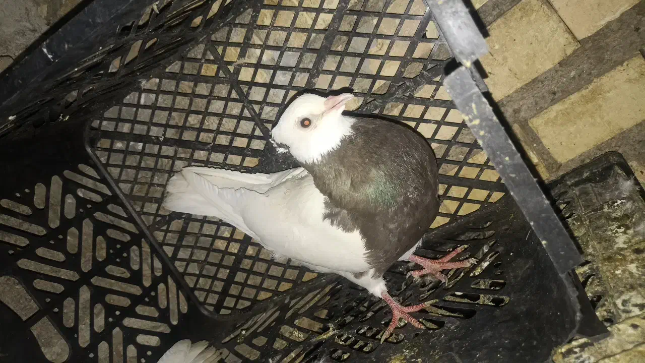 رنگی|پرنده|خرمشهر, |دیوار