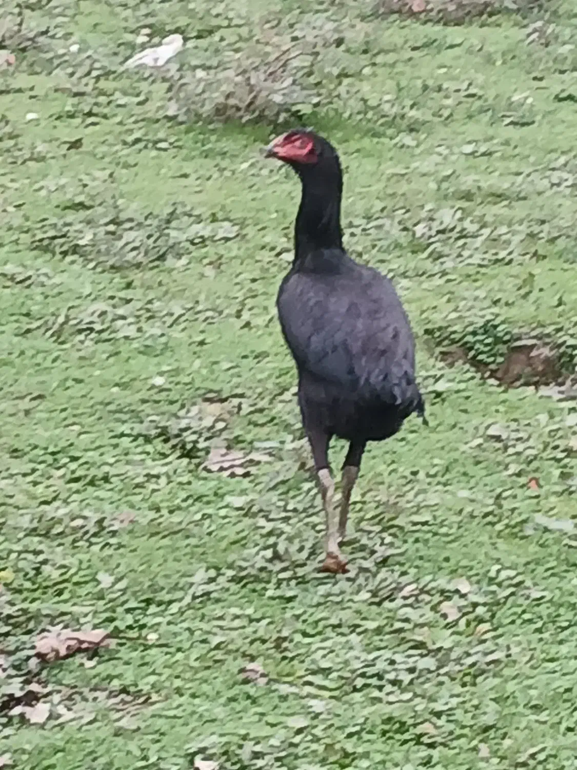 مرغ لاری|حیوانات مزرعه|رضوانشهر, |دیوار