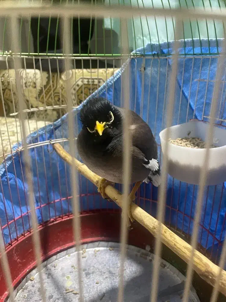 مرغ مینا|پرنده|بوئین زهرا, |دیوار