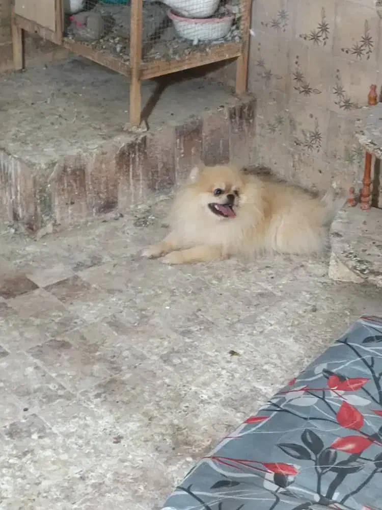 توله سگ پامر خرسی قیمت۱۰ میلیون|سگ|بندرعباس, |دیوار