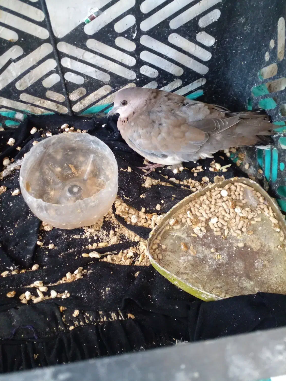 کبوتر خانه ای|پرنده|کرباسک, |دیوار