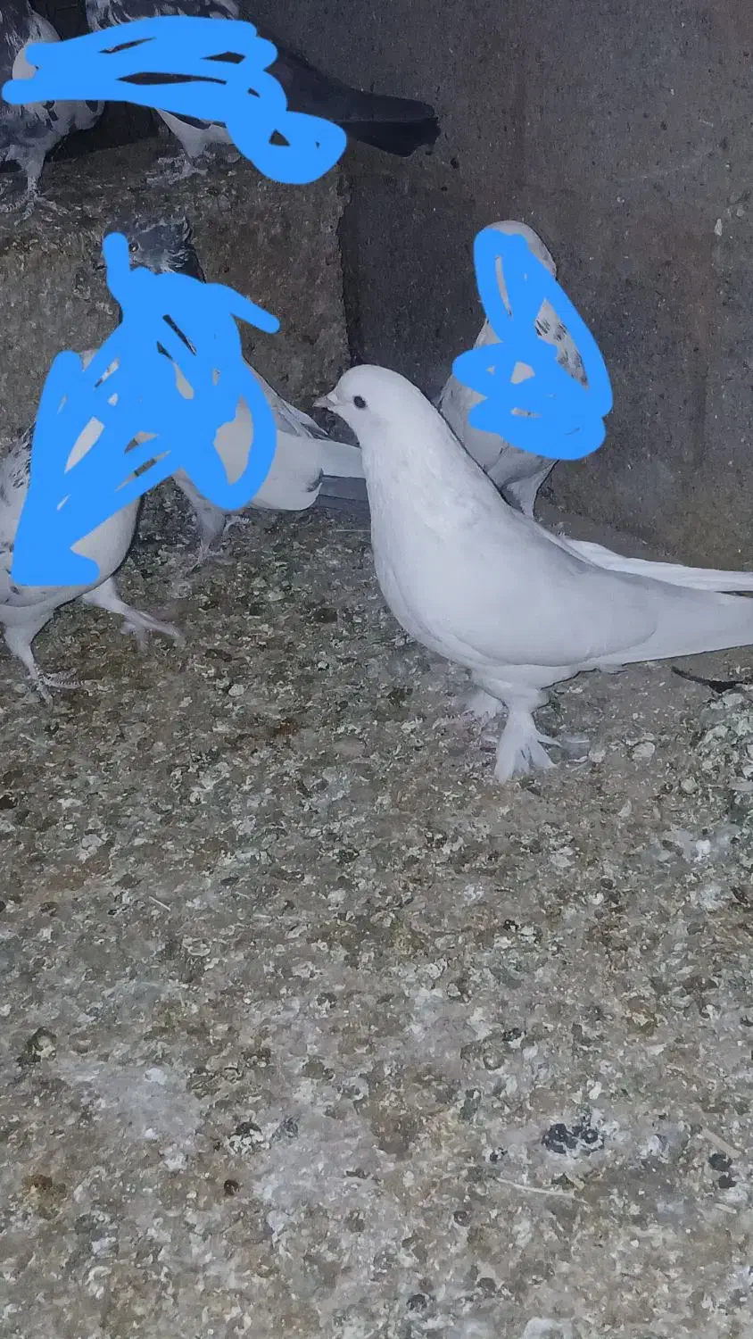 کفتر پرشی|پرنده|گرمسار, |دیوار