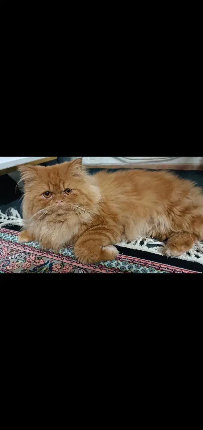 پرشین گارفلید|گربه|نگین شهر, |دیوار