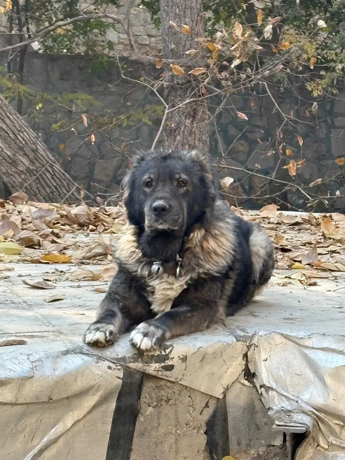 سگ قفقازی|سگ|کوهسار (البرز), |دیوار